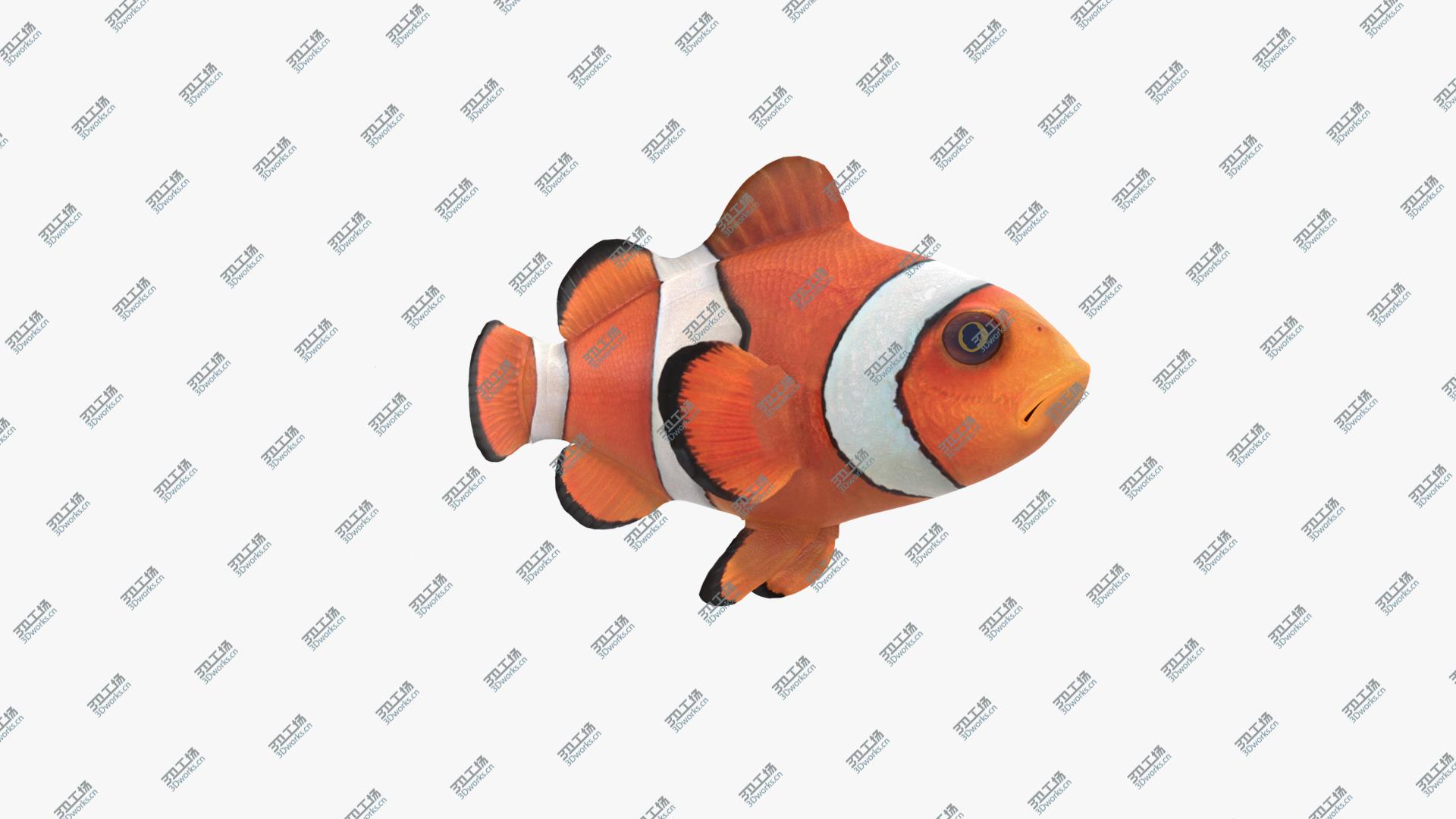 images/goods_img/2021040232/3D Clown Fish/1.jpg